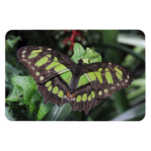 Siproeta stelenes magneet (Horizontaal)