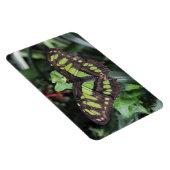 Siproeta stelenes magneet (Rechterzijde)