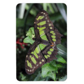 Siproeta stelenes magneet (Verticaal)