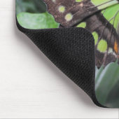 Siproeta stelenes muismat (Hoek)