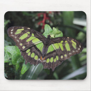 Siproeta stelenes muismat