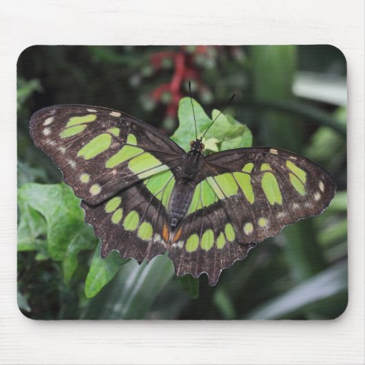 Siproeta stelenes muismat (Voorkant)