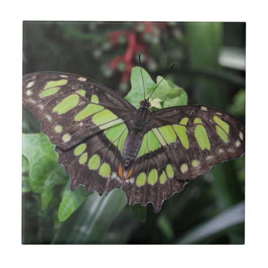 Siproeta stelenes tegeltje (Voorkant)