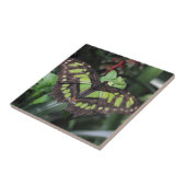 Siproeta stelenes tegeltje (Zijkant)