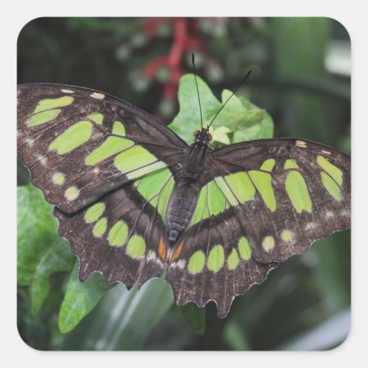 Siproeta stelenes vierkante sticker (Voorkant)