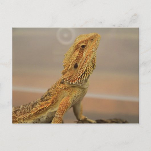 Sir Charles Posing Briefkaart (Voorkant)