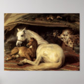Sir Edwin Henry Landseer | Arabische tenten Poster (Voorkant)