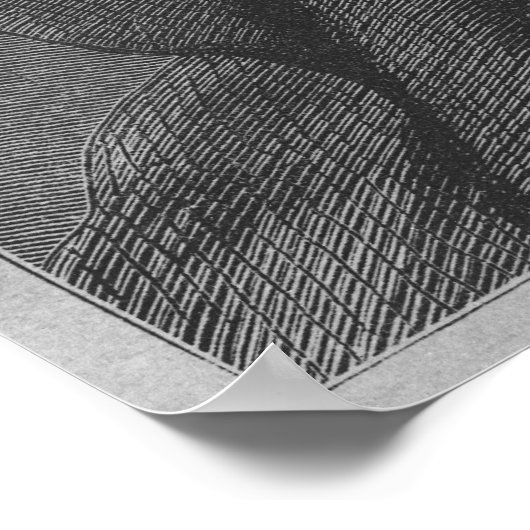 Sir William Paterson Poster (Hoek)