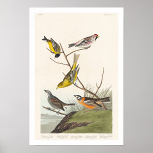 Siskin, Roodpoll, Tanager, Bunting, Finch Poster