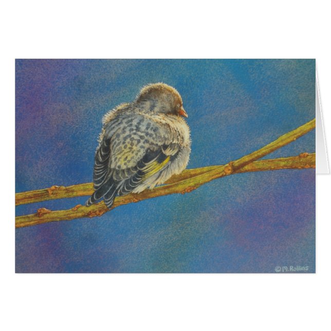 Siskin Siesta (Voorkant Horizontaal)