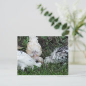 "Sisterly Love"   3 kippen Briefkaart (Staand voorkant)