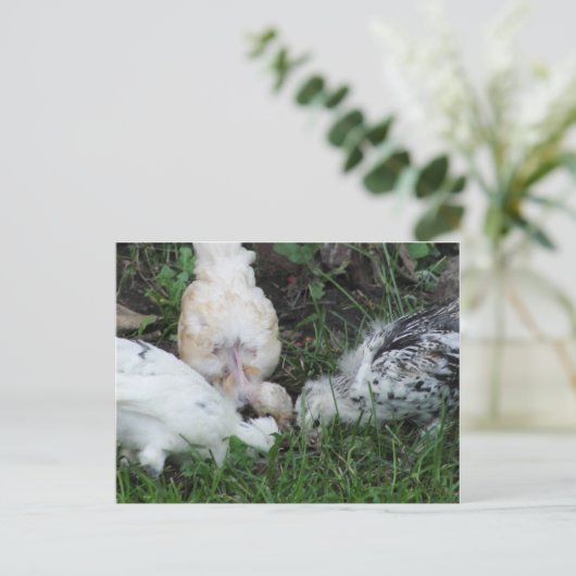 "Sisterly Love"   3 kippen Briefkaart (Staand voorkant)