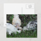 "Sisterly Love"   3 kippen Briefkaart (Voorkant / Achterkant)