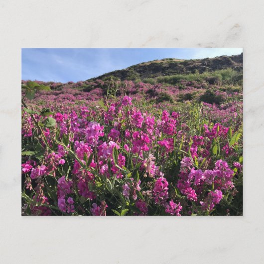 Sisters Rock State Park, Oregon Coast Briefkaart (Voorkant)
