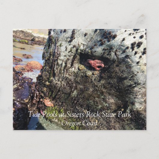 Sisters Rock State Park, Oregon Coast Briefkaart (Voorkant)