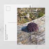 Sisters Rock State Park, Oregon Coast Briefkaart (Voorkant / Achterkant)
