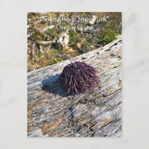 Sisters Rock State Park, Oregon Coast Briefkaart