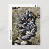 Sisters Rock State Park, Oregon Coast Briefkaart (Voorkant / Achterkant)