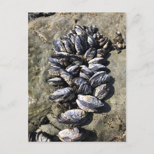 Sisters Rock State Park, Oregon Coast Briefkaart (Voorkant)