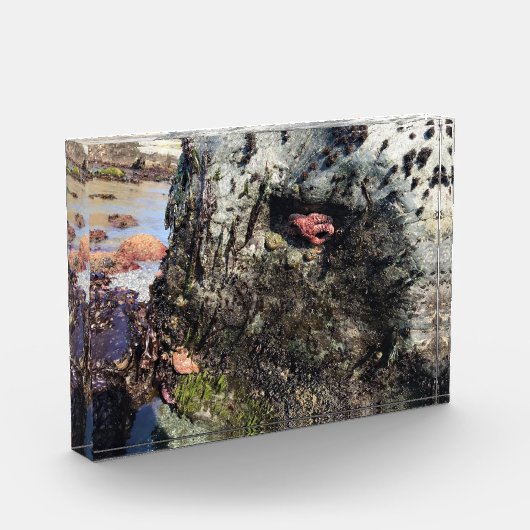 Sisters Rock State Park, Oregon Coast Fotoblokken (Links)