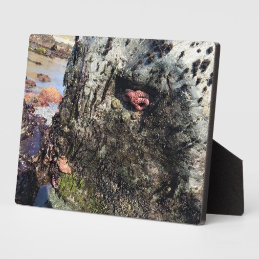 Sisters Rock State Park, Oregon Coast Fotoplaat (Zijkant)