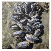 Sisters Rock State Park, Oregon Coast Tegeltje (Voorkant)