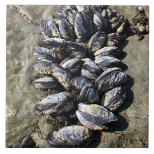 Sisters Rock State Park, Oregon Coast Tegeltje