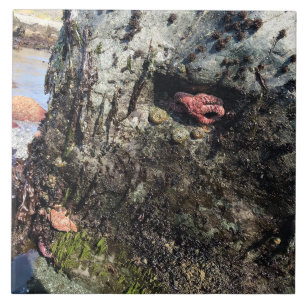 Sisters Rock State Park, Oregon Coast Tegeltje