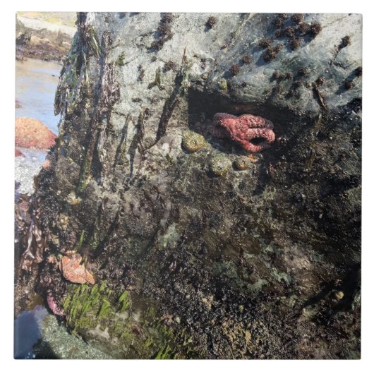 Sisters Rock State Park, Oregon Coast Tegeltje (Voorkant)