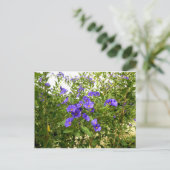 Sisyrinchium Angustifolium briefkaart (Staand voorkant)