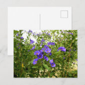 Sisyrinchium Angustifolium briefkaart (Voorkant / Achterkant)