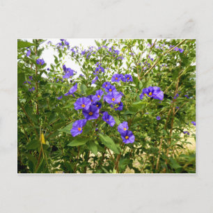 Sisyrinchium Angustifolium briefkaart