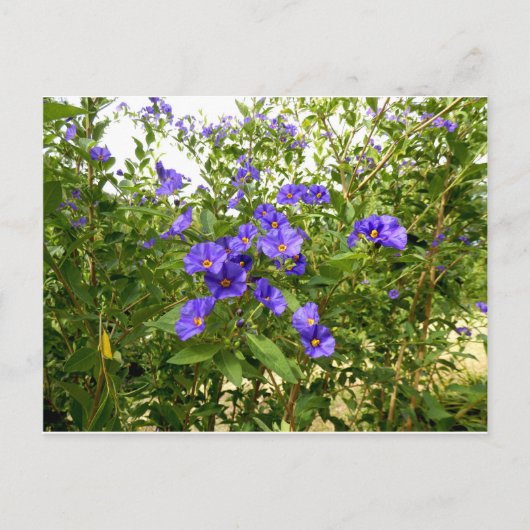 Sisyrinchium Angustifolium briefkaart (Voorkant)
