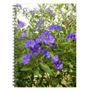 Sisyrinchium Angustifolium Foto Notitieboek