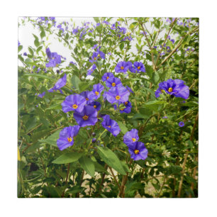 Sisyrinchium Angustifolium Keramische Tegel Tegeltje