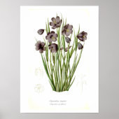Sisyrinchium douglasii poster (Voorkant)