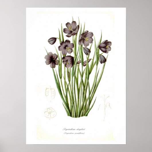 Sisyrinchium douglasii poster (Voorkant)