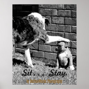 Sit- - - Blijf - - - - Poster