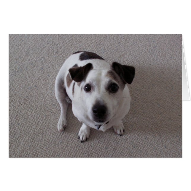 Sit Dog (Voorkant Horizontaal)