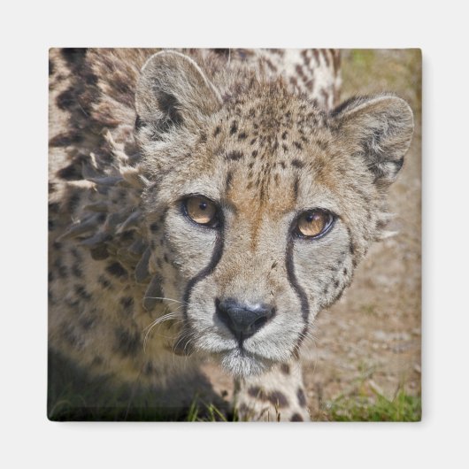 Sita Magneet (Voorkant)