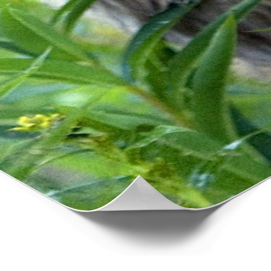 Sitka Black op maat Poster (Hoek)