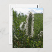 Sitka Great Burnet, Unalaska Island Briefkaart (Voorkant / Achterkant)