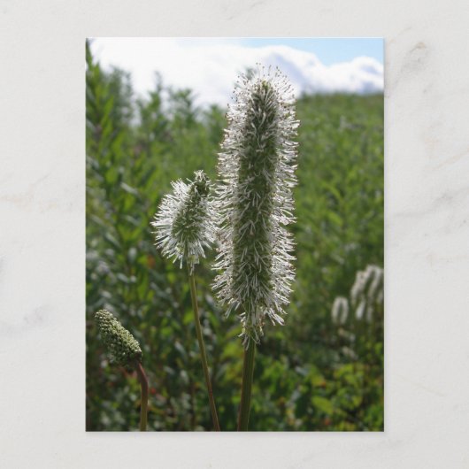 Sitka Great Burnet, Unalaska Island Briefkaart (Voorkant)