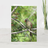 Sittin hier, Vrouwelijke Kardinaal Kaart (Achterkant)