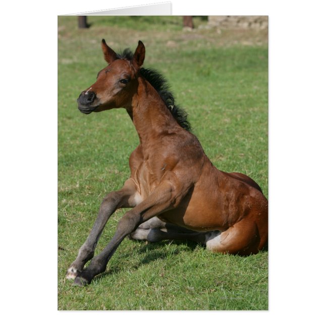 Sitting Arab Foal (Voorkant)