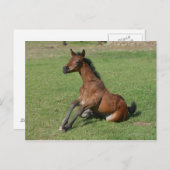 Sitting Arab Foal Briefkaart (Voorkant / Achterkant)
