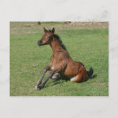Sitting Arab Foal Briefkaart (Voorkant)