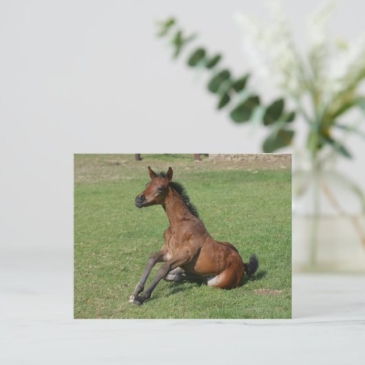 Sitting Arab Foal Briefkaart (Staand voorkant)