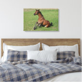 Sitting Arab Foal Canvas Afdruk (Insitu (Slaapkamer))