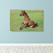 Sitting Arab Foal Canvas Afdruk (Insitu (Houten vloer))